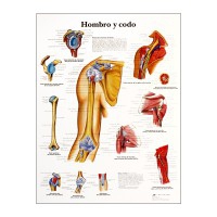 Tableau d'anatomie : épaule et coude Tableau d'anatomie : épaule et coude